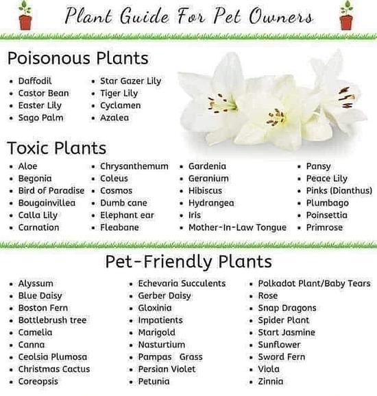 Plant Guide